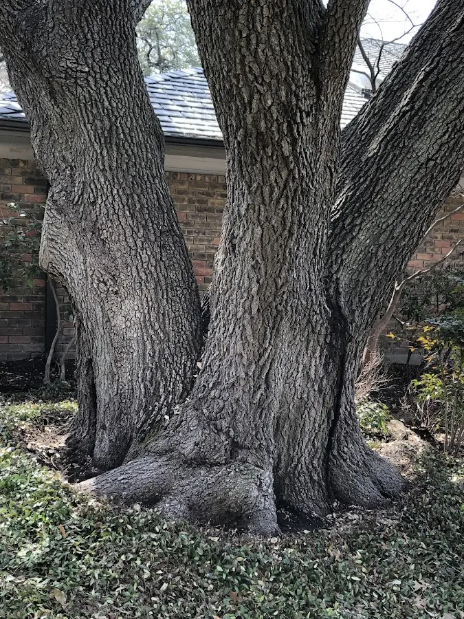 Mature heritage tree close to a San Luis property cared for by certified arborists